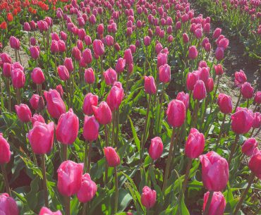 Field of Tulips at the Skagit Valley Tulip Festival in Washington State
